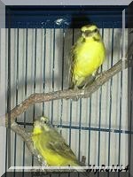 serin du mozambique couple
