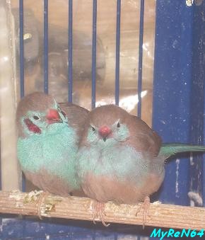 cordon bleu couple