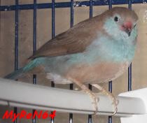 cordon bleu femelle