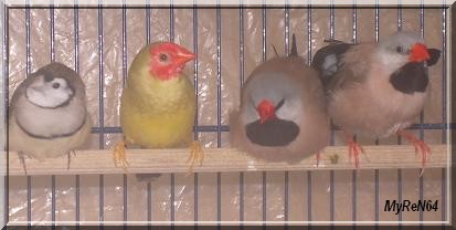 groupe oiseaux 1
