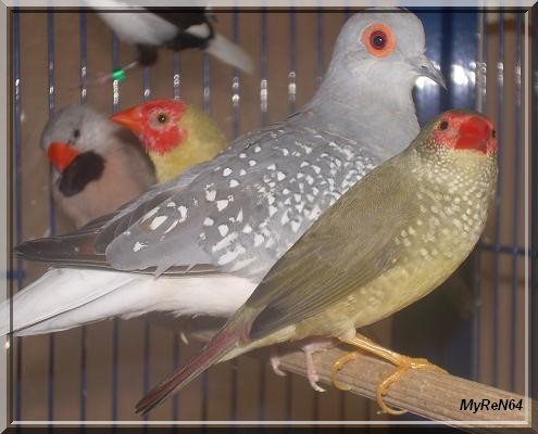 groupe oiseaux 4