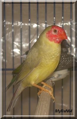 ruficauda pastel